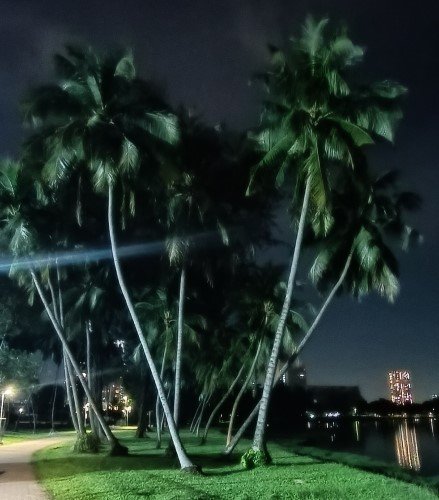 Attractive bunch of trees before the Benjamin Sheares Bridge/ECP (East Coast Expressway).