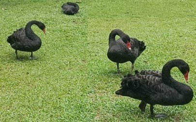 生态湖的黑天鹅。