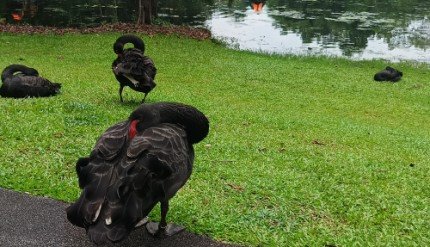 生态湖的黑天鹅。