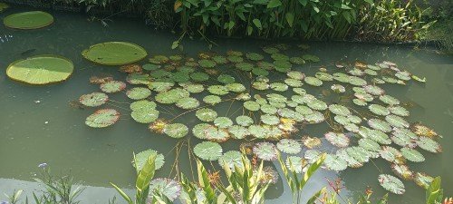 交响乐湖的有趣植物。