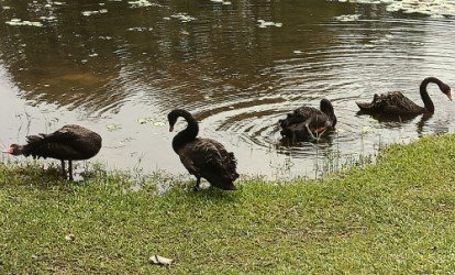 Black Swans at Eco-Lake.