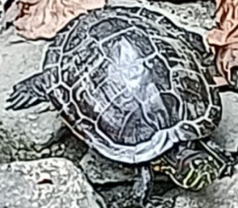 Turtle at the Ginger Garden.