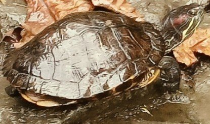 Turtle at the Ethnobotany Garden.