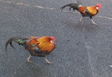 Two roosters at Nassim Gate Visitor Centre.