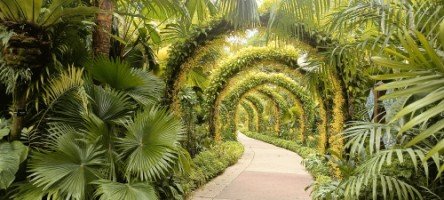 The Golden Shower Arches of The National Orchid Garden.
