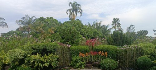 Orchids near Burkill Hall in The National Orchid Garden.