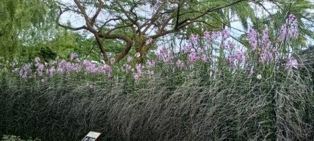 Vanda Miss Joaquim, Singapore National Flower in The National Orchid Garden.