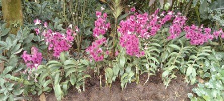 Beautiful Orchid with unknown name in The National Orchid Garden.