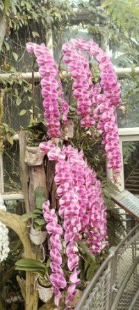 Columns of Attractive Pink base with heavily speckled vibrant magenta or dark pink Phalaenopsis orchids at The SembCorp Cool House.