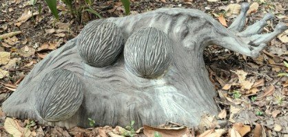 蔡文记的 Sea Pong-Pong 种子。