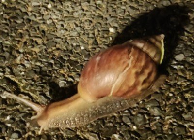 Snail at Hoya House.