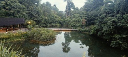Left side Overhead Bridge view of the Keppel Discovery Wetlands.