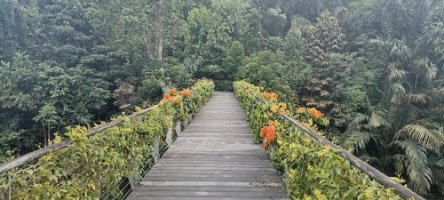 The Overhead Bridge across the Keppel Discovery Wetlands.