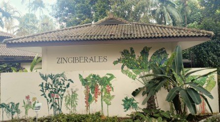 Ginger Mural by Unknown Artist at the Ginger Garden.