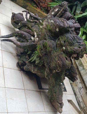 Beautiful sculptures made from tree roots and stumps by Unknown Sculptors.