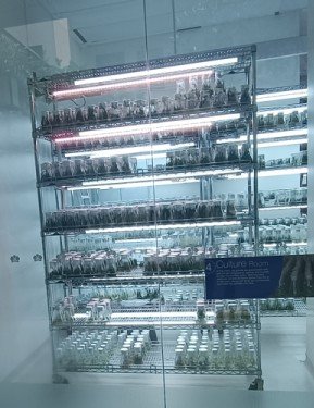 Orchid Breeding Room 4: Culture Room.