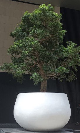 Bonsai Tree outside COMO Metropolitan Singapore  at 30 Bideford Rd.