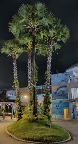 Beautiful trees outside Beach Station.