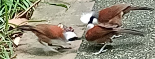 Rare birds on the slope to  Mount Faber Park.