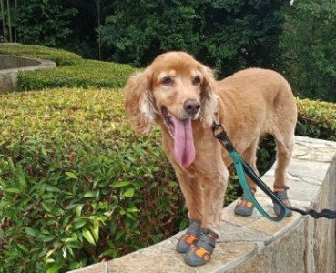 Surrounding Scenery: Dog with shoes!