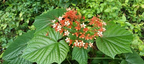 Surrounding Scenery: Beautiful plant.