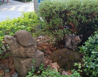 The tortoise and the cat.