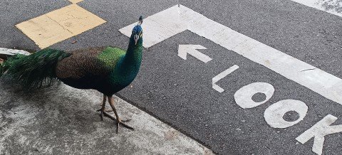 The Peacock looked left and right before crossing the zebra crossing at Palawan Beach Walk.