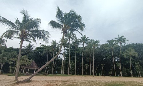 Tanjong Beach's interesting trees.