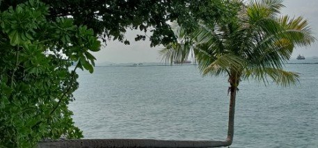 The most photographed tree at the Southernmost Point of Continental Asia.