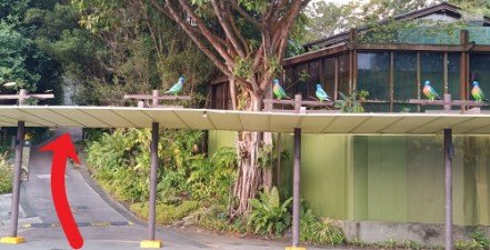 When you see the birds on the sheltered walkway on the opposite side of the road, cross the road, walk past the sheltered walkway and up the unsheltered walkway to discover the big peacock.