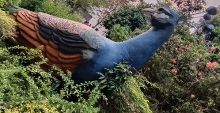 The Big Peacock.