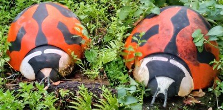 Ladybugs.