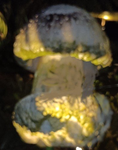 Sea Jelly facing 7-ELEVEN at Palawan Beach.